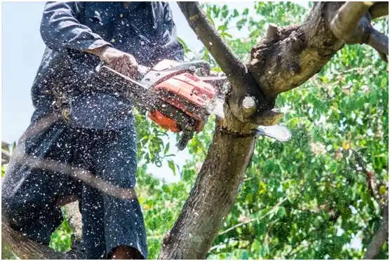 tree services Purcell